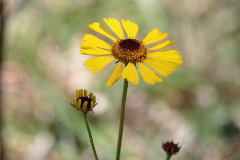 Helenium brevifolium, photographed by Kim