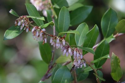 Lyonia lucida, photographed by Kim