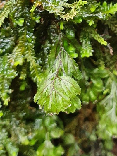 Hymenophyllum wilsonii, photographed by Jonathan Hughes
