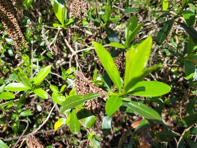 Cyrilla racemiflora, photographed by Anthony A Simmons