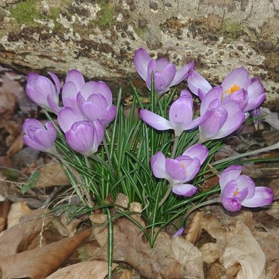 Crocus tommasinianus, photographed by nbasargin