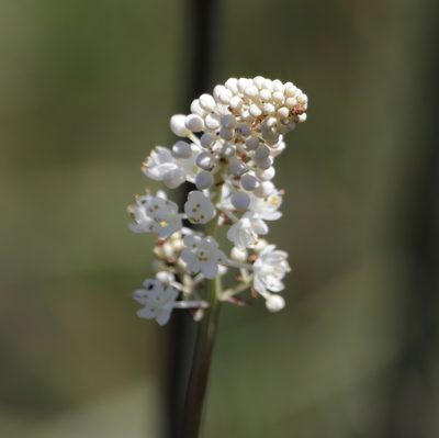 Stenanthium densum, photographed by Kim