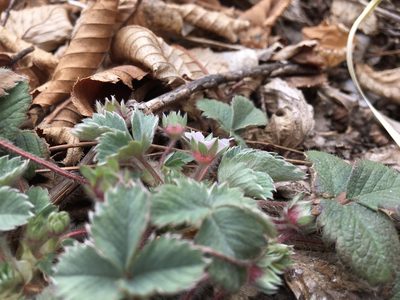 Potentilla micrantha, photographed by Mirko Ubović