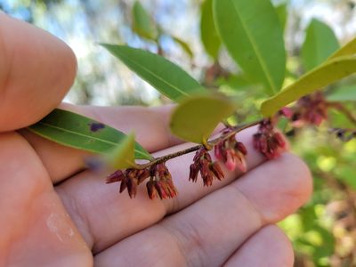 Lyonia lucida, photographed by Anthony A Simmons