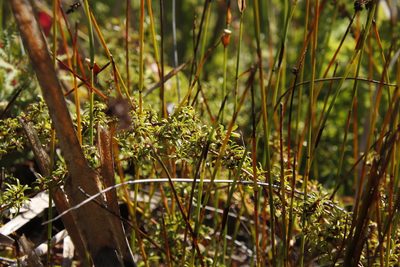 Cliffortia ferruginea, photographed by Tony Rebelo