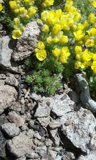Draba densifolia, photographed by rockybajada