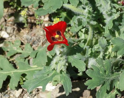 Glaucium corniculatum, photographed by Kostas Zontanos
