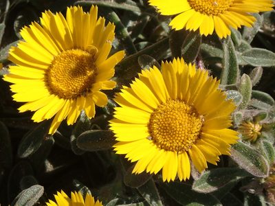 Pallenis maritima, photographed by John Lyden