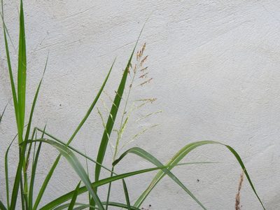 Sorghum halepense, photographed by Eduardo Luis Beltrocco