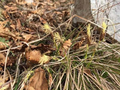 Carex humilis, photographed by Mirko Ubović