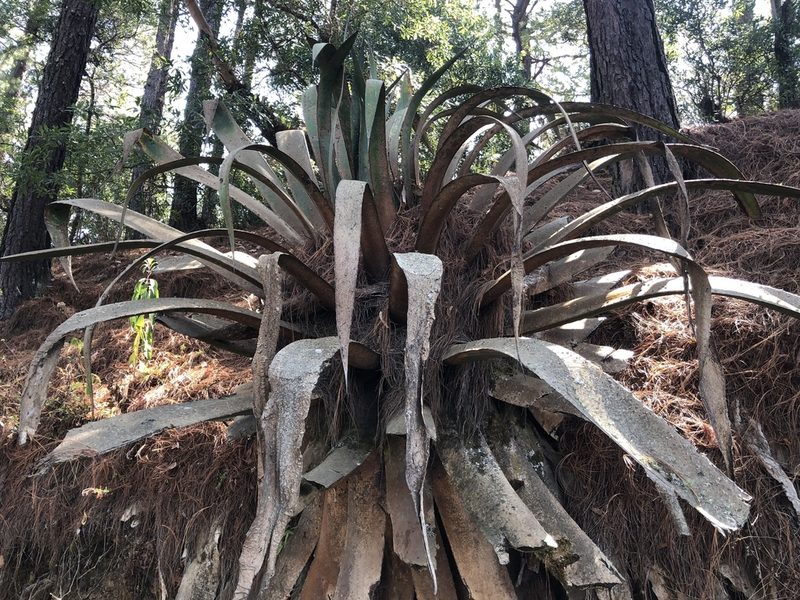 Agave atrovirens, photographed by Skjold Søndergaard