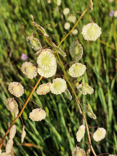 Thysanocarpus radians, photographed by Mary K. Hanson