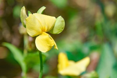 Vigna luteola, photographed by Jay Pruett