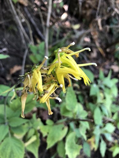 Heterotoma lobelioides, photographed by Skjold Søndergaard