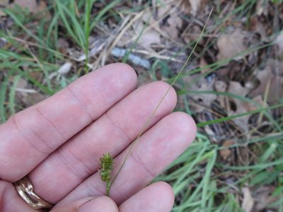 Carex muehlenbergii, photographed by Sam Kieschnick
