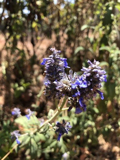 Salvia lavanduloides, photographed by Skjold Søndergaard