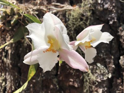 Rhynchostele candidula, photographed by Skjold Søndergaard