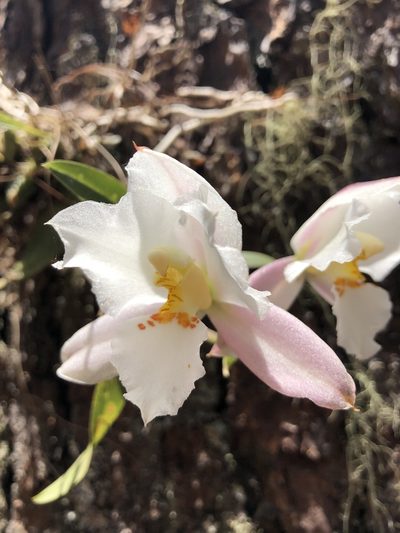 Rhynchostele candidula, photographed by Skjold Søndergaard