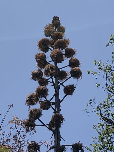 Agave atrovirens, photographed by Skjold Søndergaard