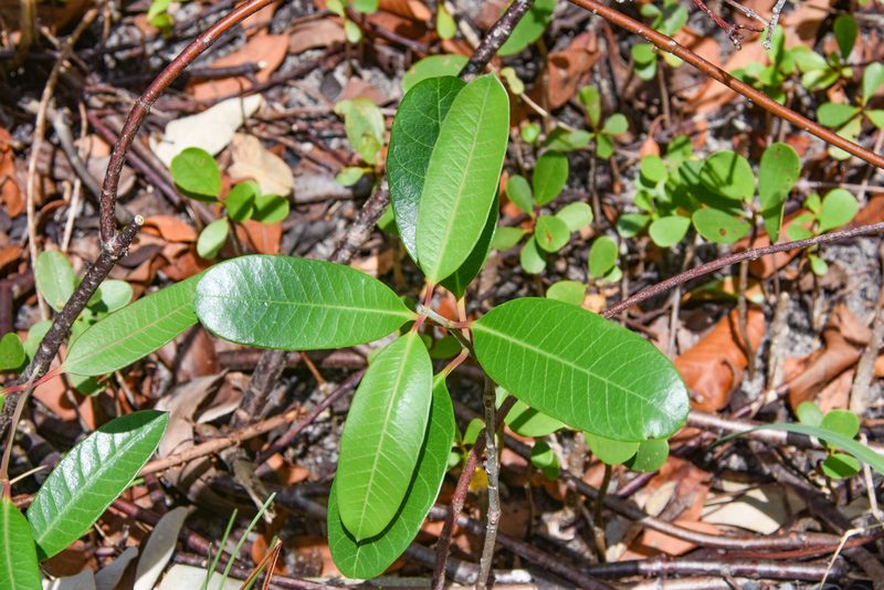 Rhabdadenia biflora, photographed by Jay Pruett