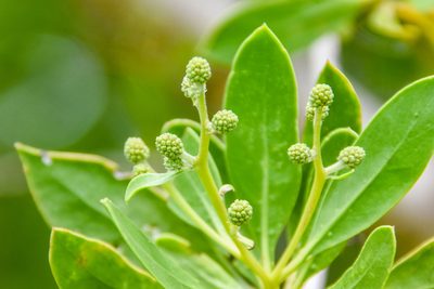 Conocarpus erectus