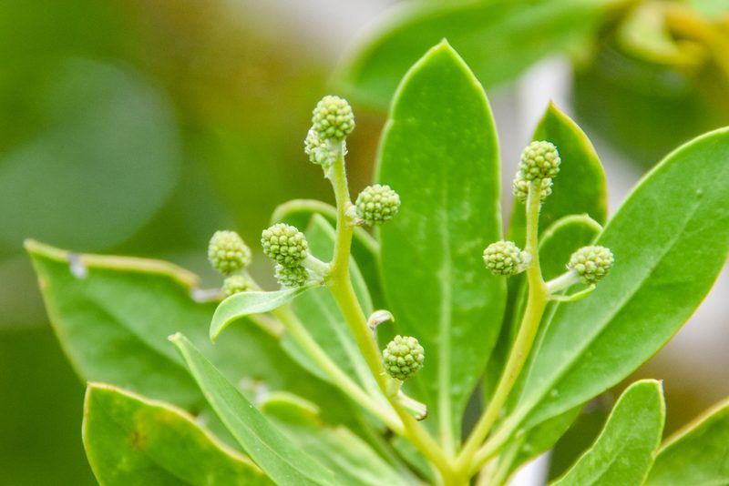 Conocarpus erectus, photographed by Jay Pruett