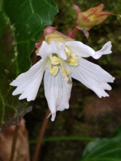 Shortia galacifolia, photographed by Scott Ward
