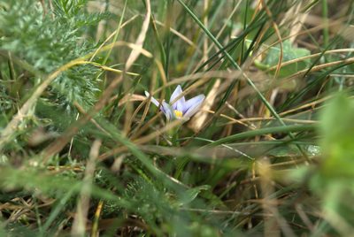 Romulea columnae, photographed by Billy Fullwood