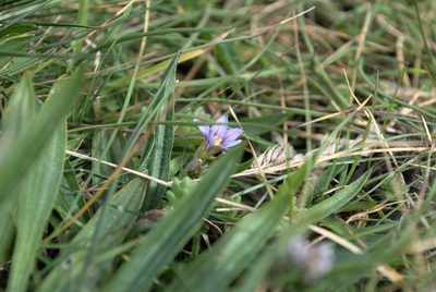 Romulea columnae, photographed by Billy Fullwood