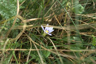 Romulea columnae, photographed by Billy Fullwood