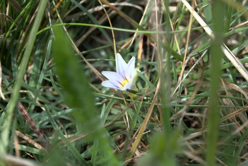 Romulea columnae, photographed by Billy Fullwood
