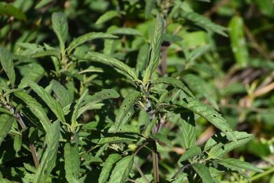 Monarda punctata, photographed by Tia Offner