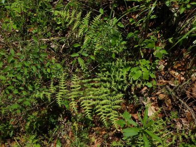 Macrothelypteris torresiana