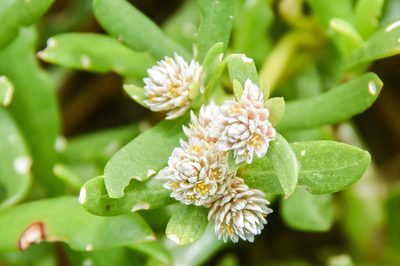 Gomphrena vermicularis, photographed by Jay Pruett