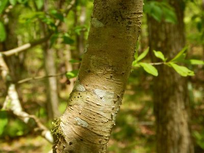 Ilex decidua, photographed by Ryan Watson