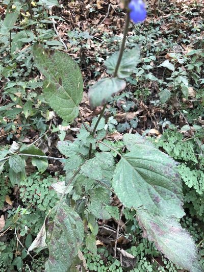 Salvia mocinoi, photographed by Skjold Søndergaard