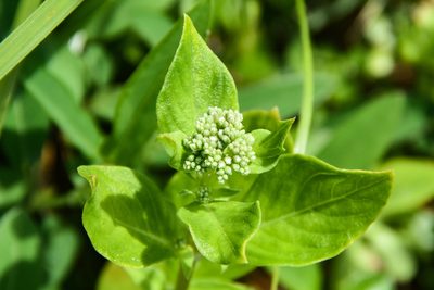 Mitreola petiolata, photographed by Jay Pruett
