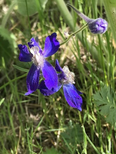 Delphinium sutherlandii, photographed by Cindy Bell