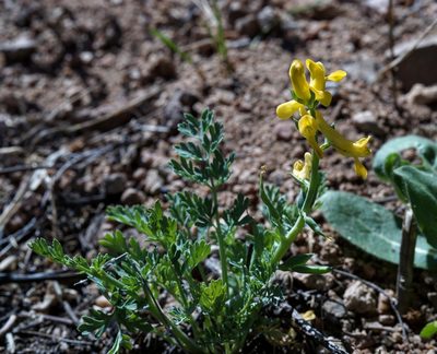 Corydalis aurea, photographed by Andrew Tree
