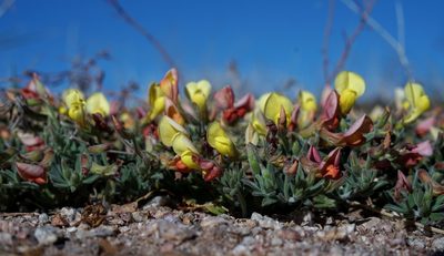 Acmispon neomexicanus, photographed by Andrew Tree