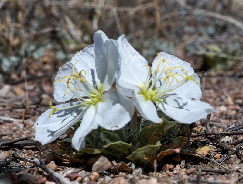 Oenothera albicaulis, photographed by Andrew Tree