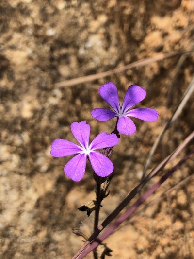 Buchnera obliqua, photographed by Skjold Søndergaard
