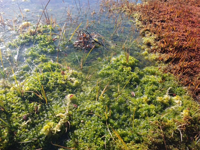 Sphagnum falcatulum, photographed by Pablo