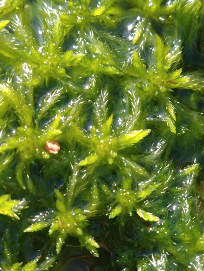 Sphagnum falcatulum, photographed by Pablo