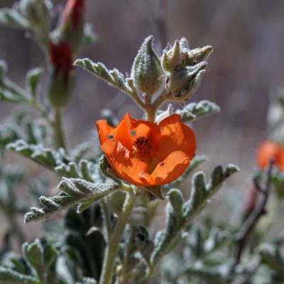 Sphaeralcea hastulata, photographed by Andrew Tree