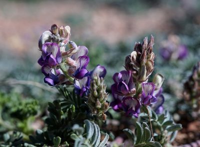 Astragalus humistratus, photographed by Andrew Tree