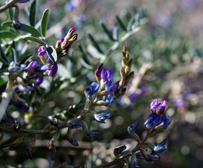 Astragalus allochrous, photographed by Andrew Tree