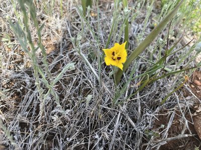 Calochortus monophyllus, photographed by Justin Felder