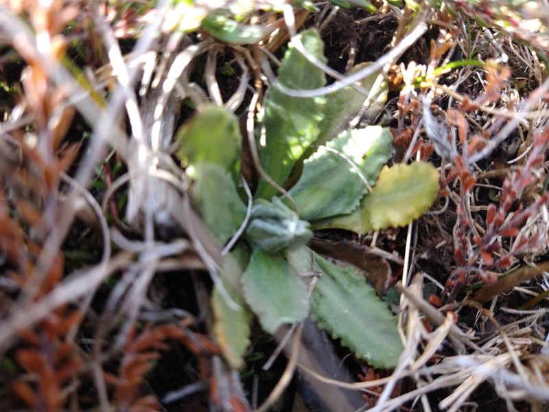 Primula magellanica, photographed by Pablo