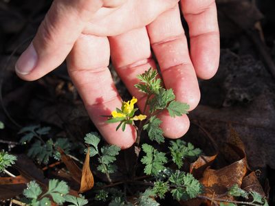 Corydalis flavula, photographed by mefisher